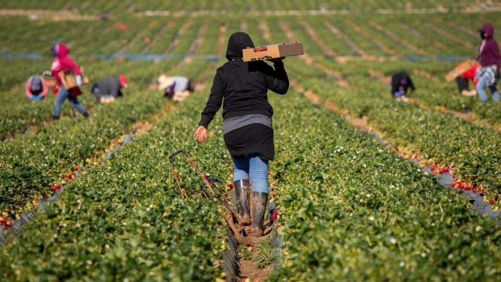 A new report finds intensified immigration enforcement is disrupting jobs, businesses and immigrant-dependent industries, with significant economic effects in California. (Shutterstock)