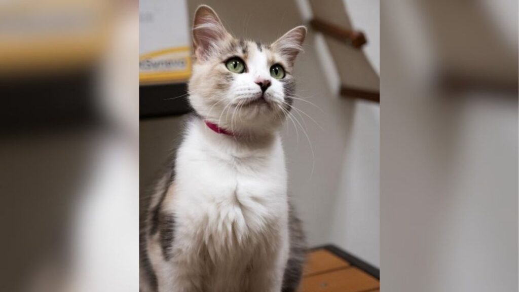 After giving everything she had to raising her four kittens, sweet and resilient Delilah is ready for a forever home where she can finally be the one who’s loved and cared for. (The Cat House on the Kings)
