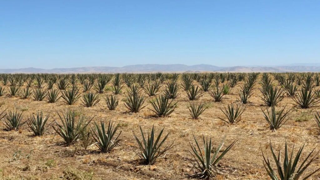 A young crop of agave growing in light brown soil beneath a blue sky