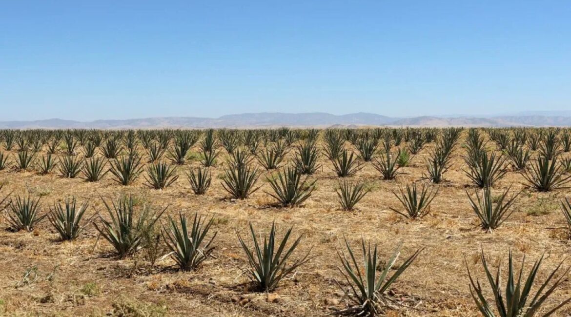 A young crop of agave growing in light brown soil beneath a blue sky