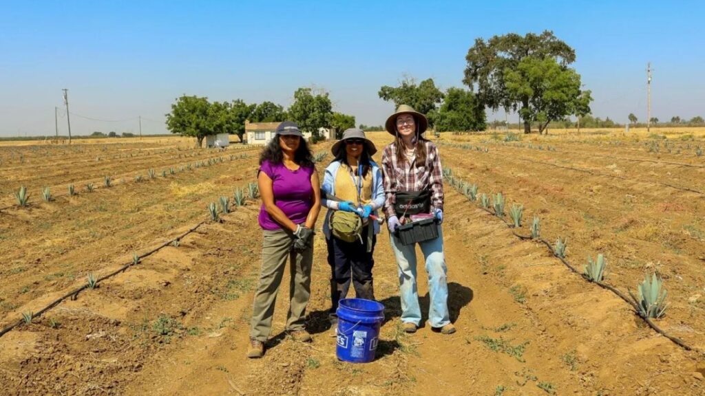 Image of researchers facing straight ahead in a field of agave