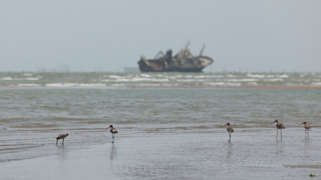 Birds on the beach, with vessels in the Strait of Hormuz visible near the beach of Bandar Abbas, Iran, August 25, 2026. Majid Asgaripour/WANA (West Asia News Agency) via REUTERS