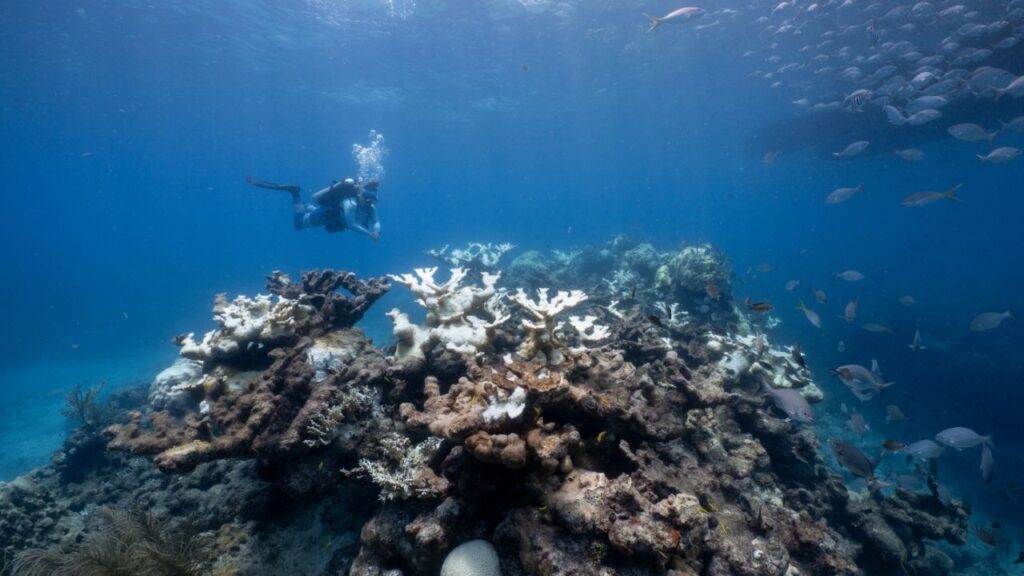 Bleaching corals at Looe Key Reef off Florida on July 28, 2023. Rising sea temperatures mean reefs don’t have enough time to bounce back between intense heat waves, a new report warns. (Jason Gulley/The New York Times)