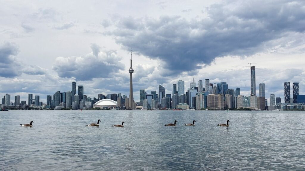 Canada geese swim in Lake Ontario near Centre Island, during the FIFA World Cup in Toronto, Canada June 24, 2026. (Reuters File)