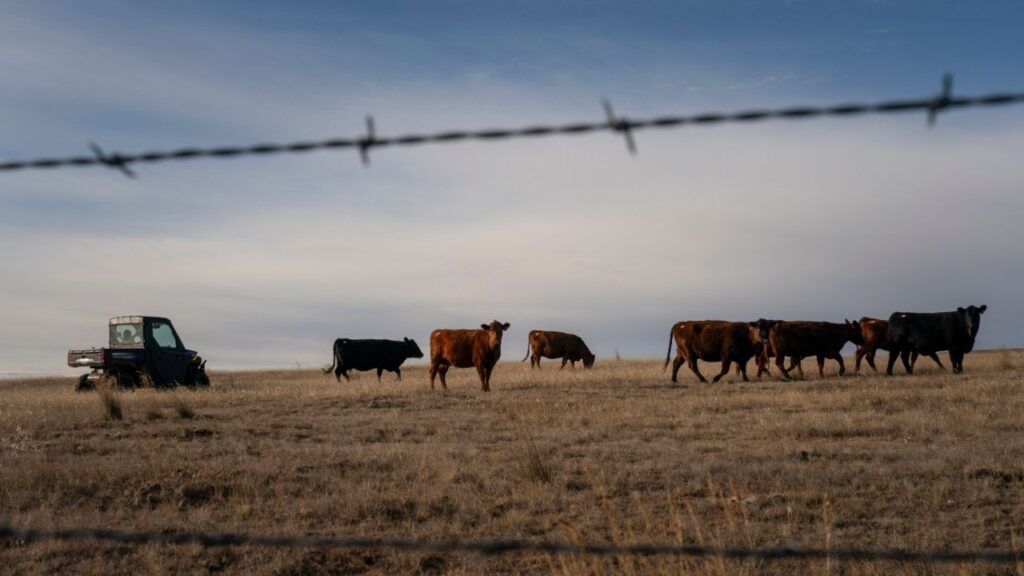Cattle graze on a ranch in Gillette, Wyo., Nov. 24, 2025. Congressional Republicans are leveling some rare and uncharacteristically harsh criticism of President Trump for his decision to increase imports of ground beef at a lower tariff rate, warning that the move will hurt American ranchers. (Loren Elliott/The New York Times)