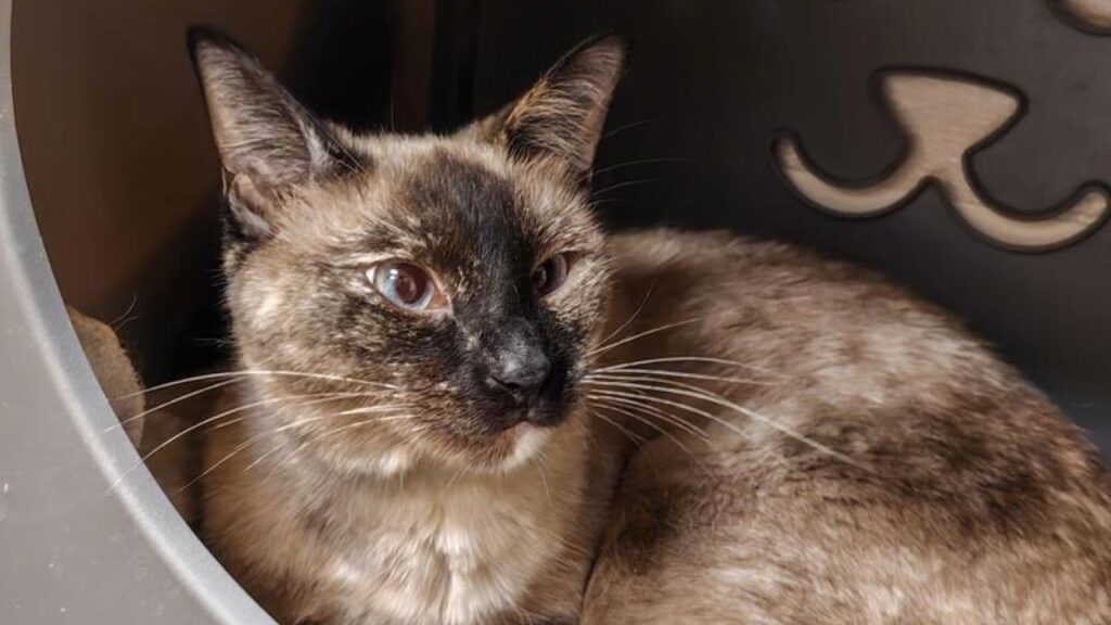 Image of a curled up Siamese cat