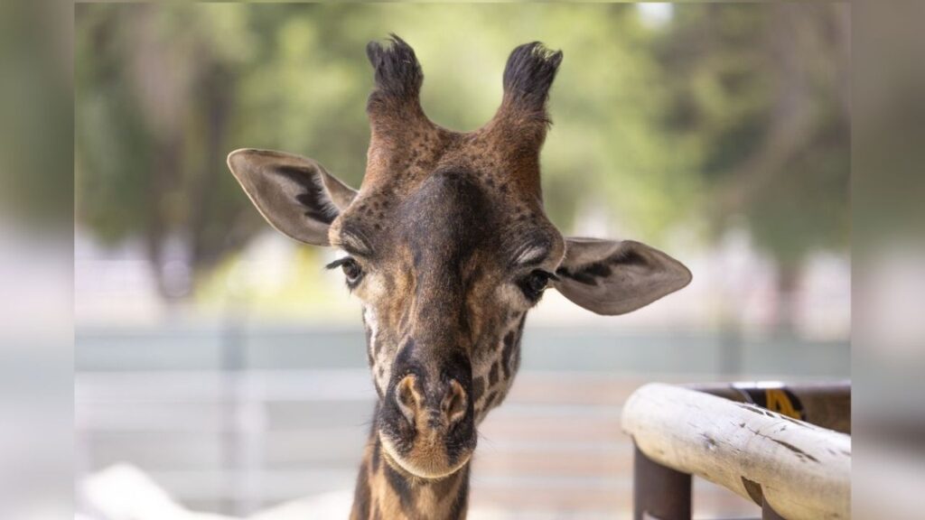 Fenny, a Masai giraffe who had lived at Fresno Chaffee Zoo since 2019, died Friday, Aug. 21, 2026. (Fresno Chaffee Zoo) Fenny, a Masai giraffe who had lived at Fresno Chaffee Zoo since 2019, died Friday, Aug. 21, 2026. (Fresno Chaffee Zoo)