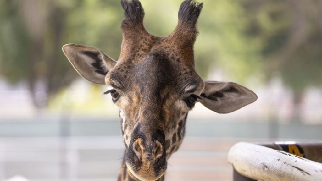 Fenny, a Masai giraffe who had lived at Fresno Chaffee Zoo since 2019, died Friday, Aug. 21, 2026. (Fresno Chaffee Zoo)