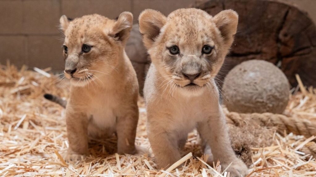 Fresno Chaffee Zoo has named its July 4-born African lion cubs Jubilee and Indy as they continue bonding with their mother, Zamaya. (Fresno Chaffee Zoo)