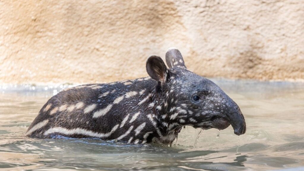 Fresno Chaffee Zoo has officially named its first-ever Malayan tapir calf after more than 4,000 community votes. (Fresno Chafee Zoo)