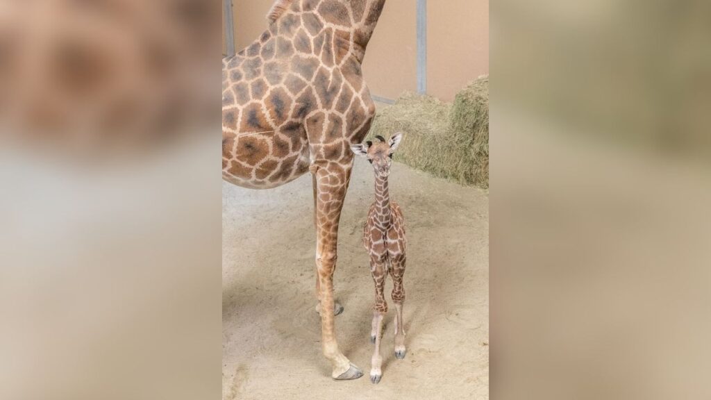 Fresno Chaffee Zoo welcomed a female Masai giraffe calf born to Siku, bringing a bittersweet bright spot after the recent death of her father, Fenny. (Fresno Chaffee Zoo)