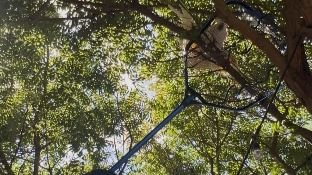 Fresno firefighters use a net to rescue Rocky, an exotic bird, from a tree on Tuesday, Aug. 18, 2026. (Fresno FD)