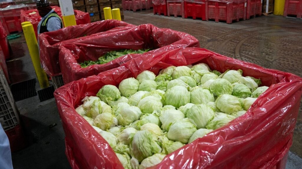 Heads of lettuce at the Church Brothers Farms production facility in San Juan Bautista, Calif., on Aug. 25, 2026. At Church Brothers, a large, family-owned business that has been growing produce in the Salinas Valley since 1999, lettuce sales began to drop in July, around the time the CDC announced a link between cyclospora and Taco Bell lettuce. (Minh Connors/The New York Times)