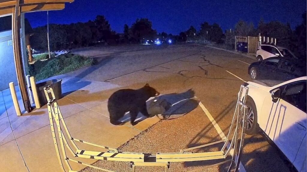 A bear walks out holding an object after sneaking into a fire station in Colorado Springs, Colorado, U.S., August 1, 2026, in this frame obtained from CCTV footage. COLORADO SPRINGS FIRE DEPARTMENT/Handout via Reuters