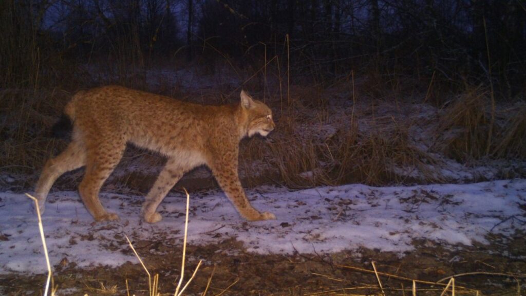 In an undated image provided by Frankfurt Zoological Society, Chernobyl Radiation and Ecological Biosphere Reserve/Wild Polissia Program, a lynx in Chernobyl, Ukraine, during the Russian occupation. A rare camera-trap study logged the effects of armed conflict on wild animals in real time. (Frankfurt Zoological Society, Chernobyl Radiation and Ecological Biosphere Reserve/Wild Polissia Program via The New York Times)