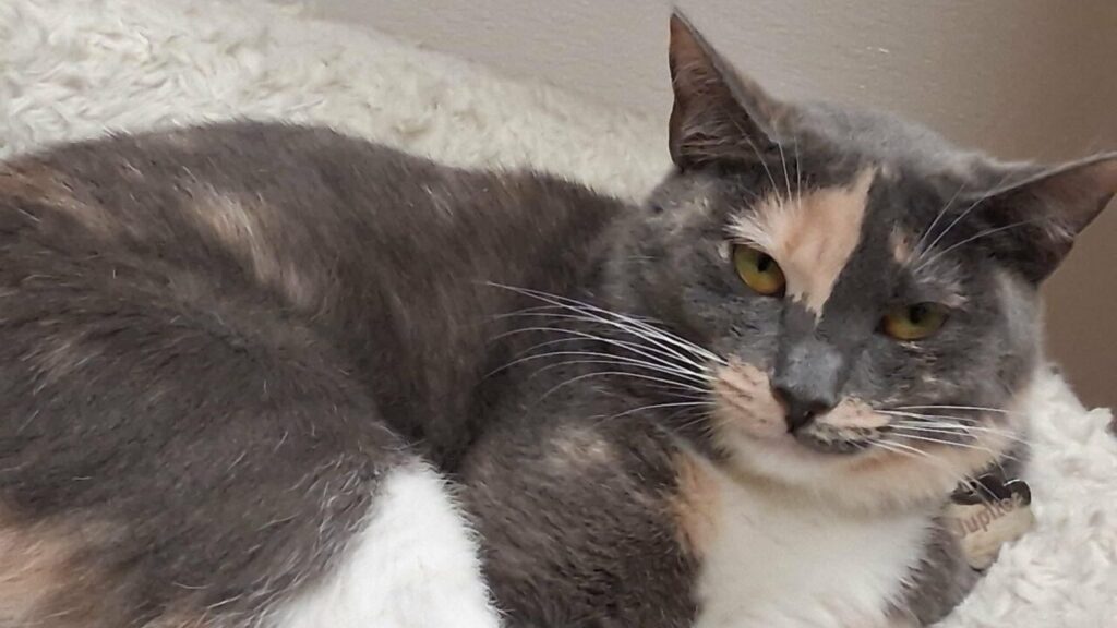 Image of Jupiter, a 1-year-old adoptable female cat with calico markings