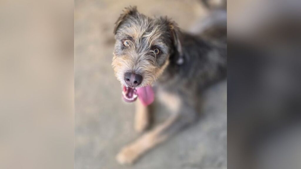 Mell’s Mutts is looking for a forever home for Buzz Lightyear, a friendly, silly 1-year-old dog found living near a business with his pal Woody. (Special to GV Wire)