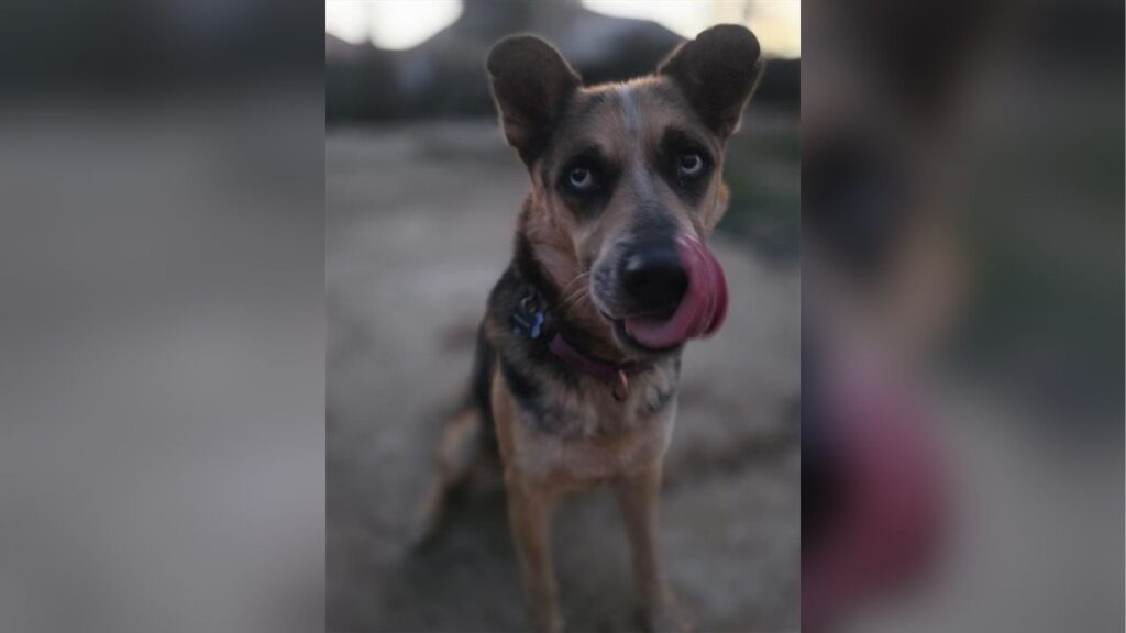 Mell's Mutts is searching for a forever home for Ash, a gentle rescue dog who loves people, cats, and cuddling. (Mell's Mutts)