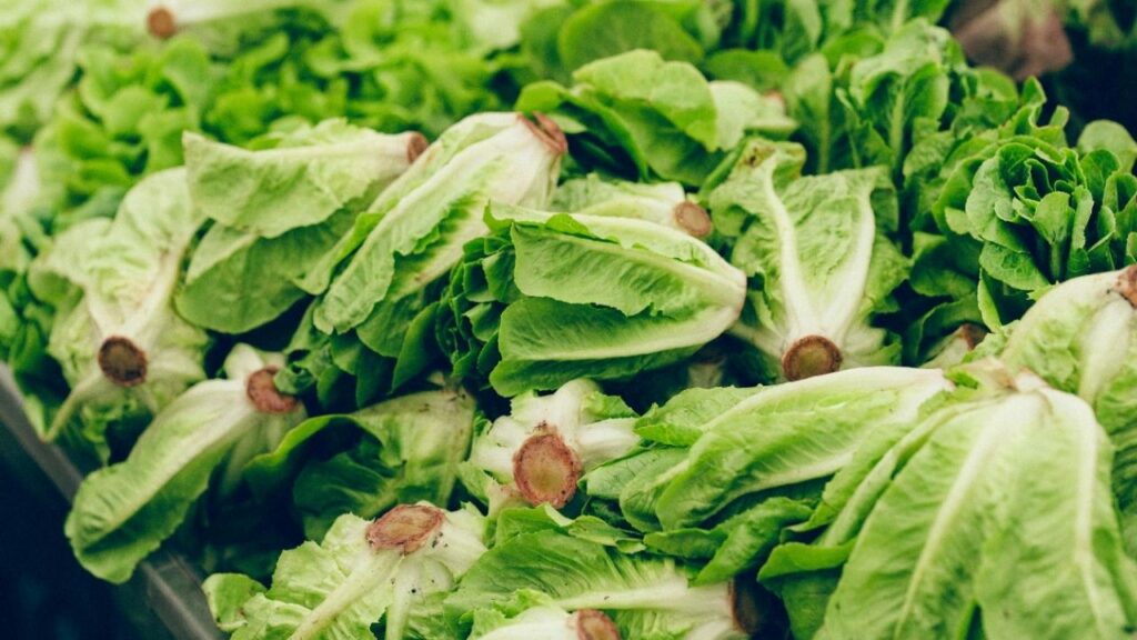 Romaine lettuce at a farmers market in New York, Aug. 5, 2026. As the largest cyclospora outbreak in U.S. history wanes, experts weigh in on whether iceberg lettuce and other fresh produce are still a risk. (Amir Hamja/The New York Times)