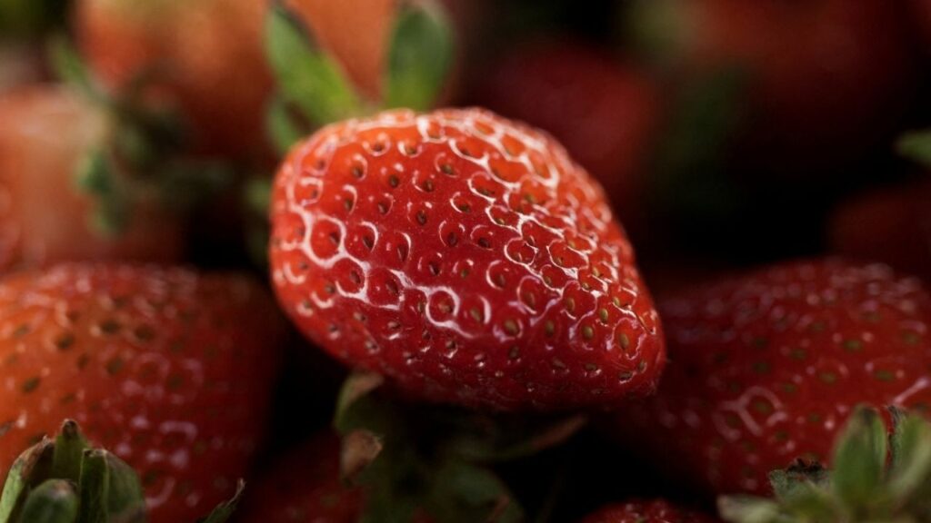 Strawberries are harvested for exportation in Acuitzio, Mexico March 4, 2025. (Reuters File)