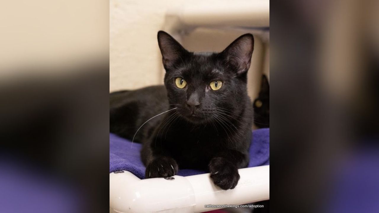 Aaron Is Pouncing Toward His Forever Home