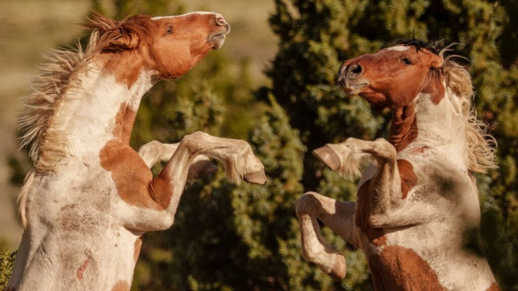 Image of two wild mustang horses rearing up on their rear legs opposite each other