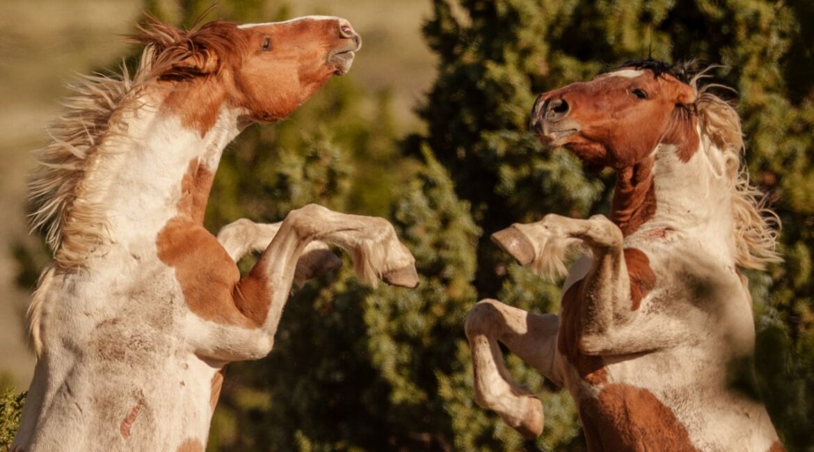 Image of two wild mustang horses rearing up on their rear legs opposite each other