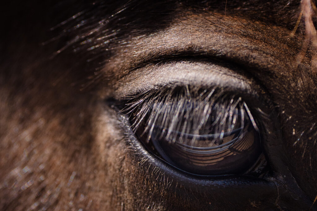 Close-up image of a horse's eye and the reflection of a stall gate in the eye