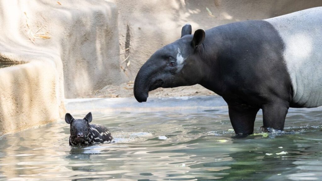 Winston swims in his enclosure. (Fresno Chaffee Zoo)