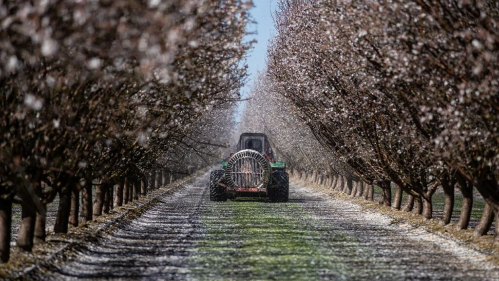 Image of a tractor moving down a row of almond trees that are in full bloom