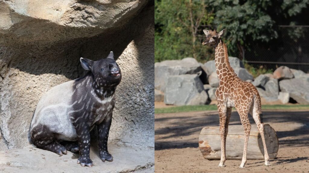 A Malayan tapir (left), Winston, and young giraffe, Sienna, are beginning to explore their habitats at Fresno Chaffee Zoo. (Fresno Chaffee Zoo)
