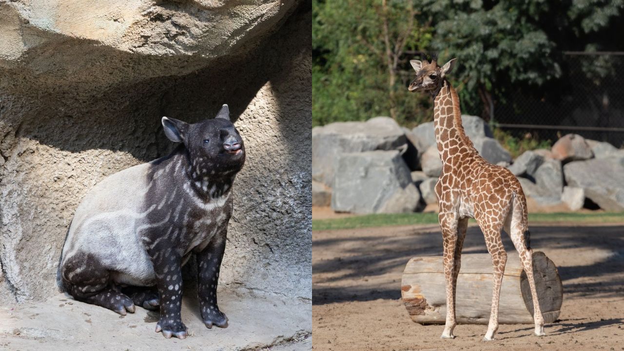 A Malayan tapir (left), Winston, and young giraffe, Sienna, are beginning to explore their habitats at Fresno Chaffee Zoo. (Fresno Chaffee Zoo)
