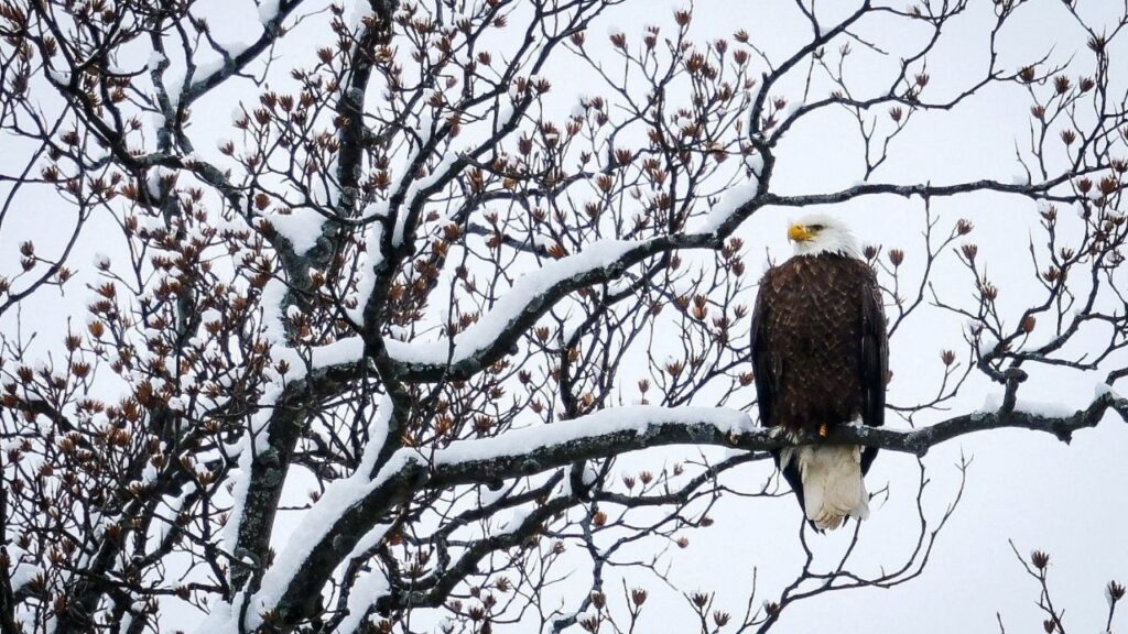 A bald eagle perches on a branch covered in snow during a winter storm in Nyack, New York, U.S., December 14, 2025. (Reuters File)