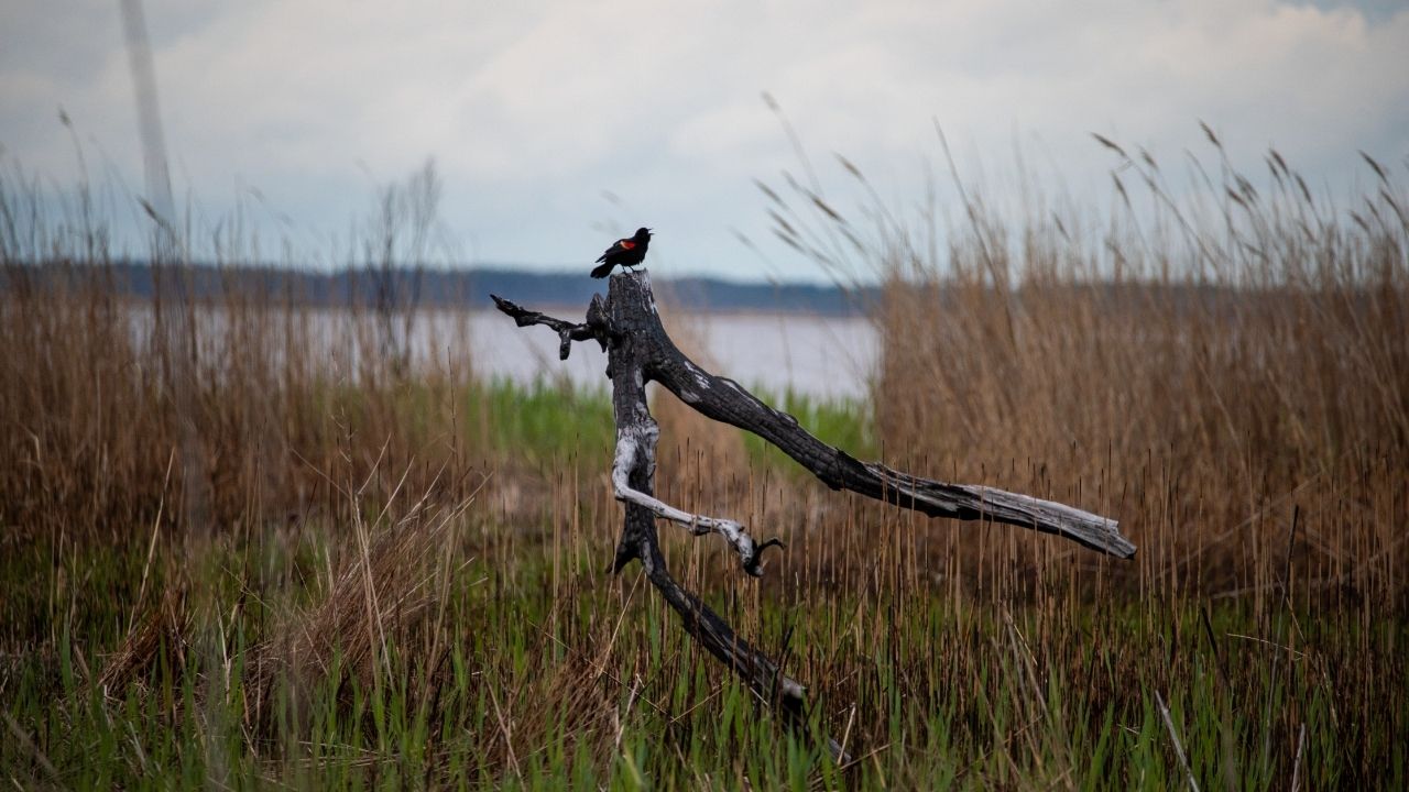 A bird perched in the Blackwater National Wildlife Refuge, near Cambridge, Md., April 13, 2025. The Trump administration on Sept. 4, 2026 unveiled a proposed rule that would significantly narrow the definition of “waters of the United States” that are protected from harmful pollution under the Clean Water Act of 1972. (Andrew Mangum/The New York Times)