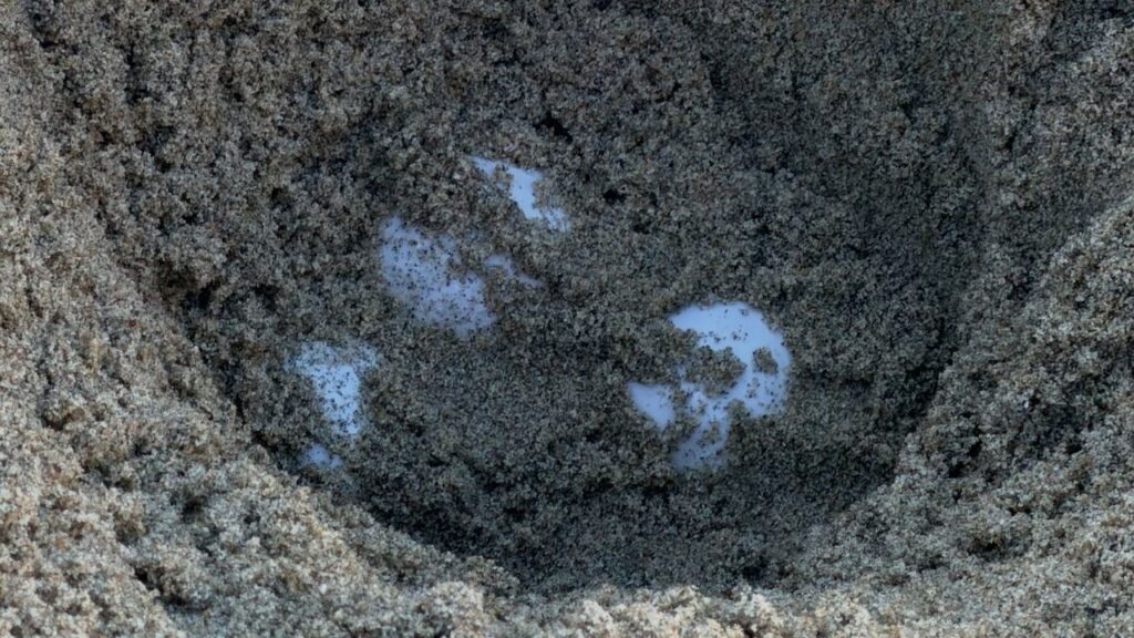 An olive ridley sea turtle laid eggs in Orange County, marking the first recorded natural sea turtle nesting on the U.S. West Coast, NOAA Fisheries said. (NOAA)