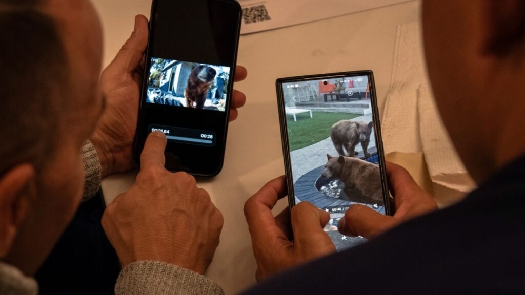 Brian Gordon, left, and his partner check out surveillance videos of black bears visiting their home in Monrovia, Calif., a suburb of Los Angeles, on April 7, 2026. California has 60,000 black bears, and they are venturing far from their usual habitat in search of food and shelter. (Loren Elliott/The New York Times)