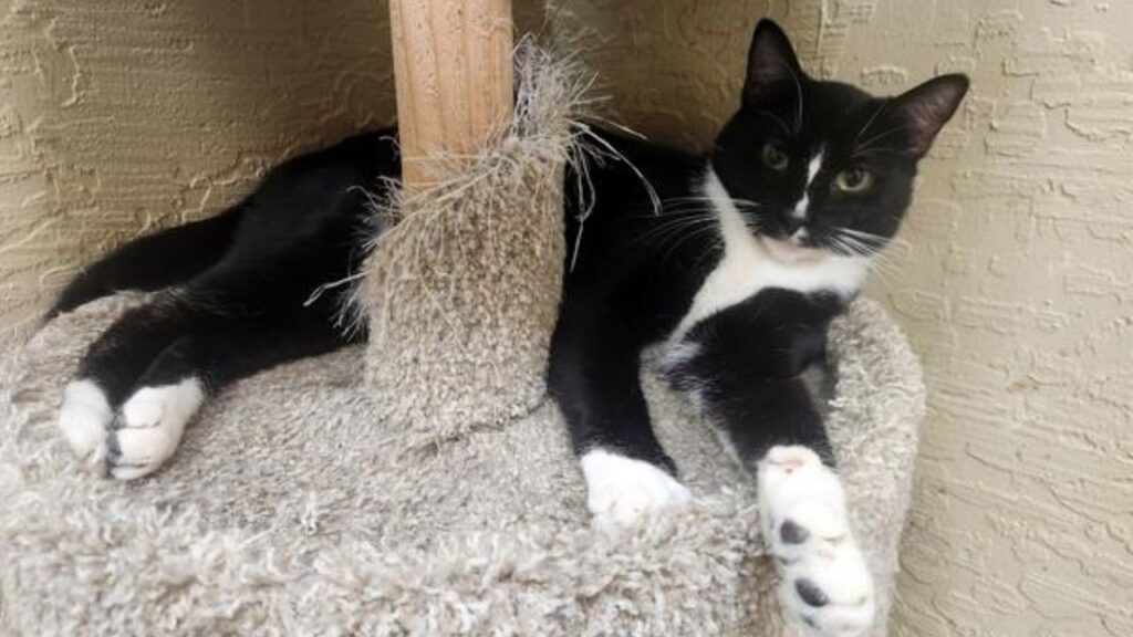Image of Mr. Bulbasaur, a black-and-white "tuxedo" 1-year-old cat