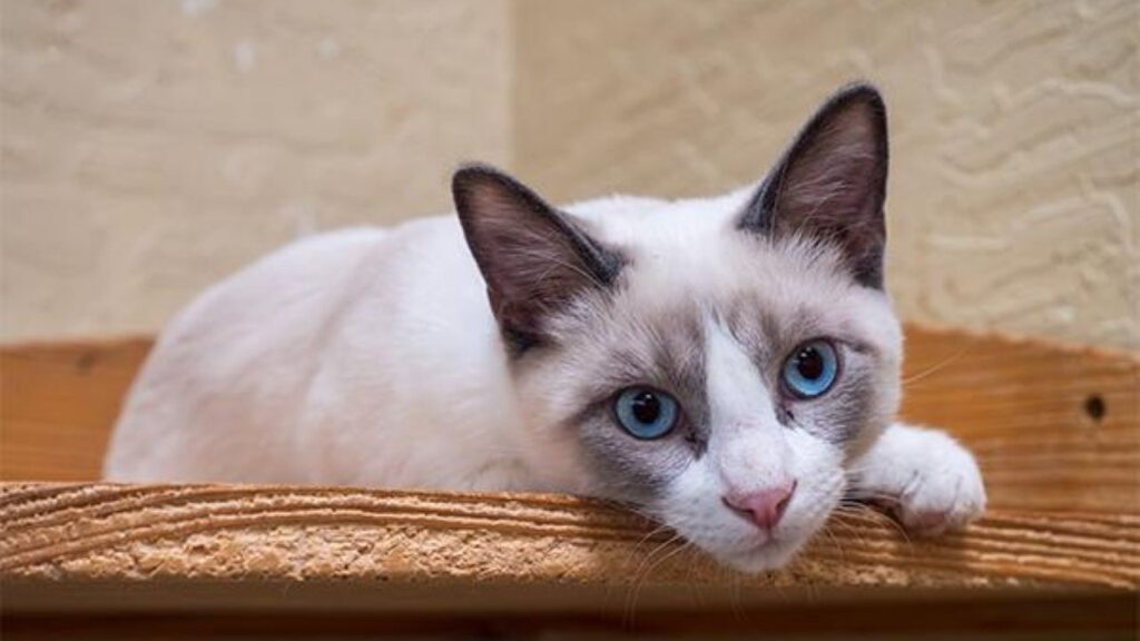Image of 5-month-old Fabio, GV Wire's adoptable pet of the week, Sept. 12, 2026
