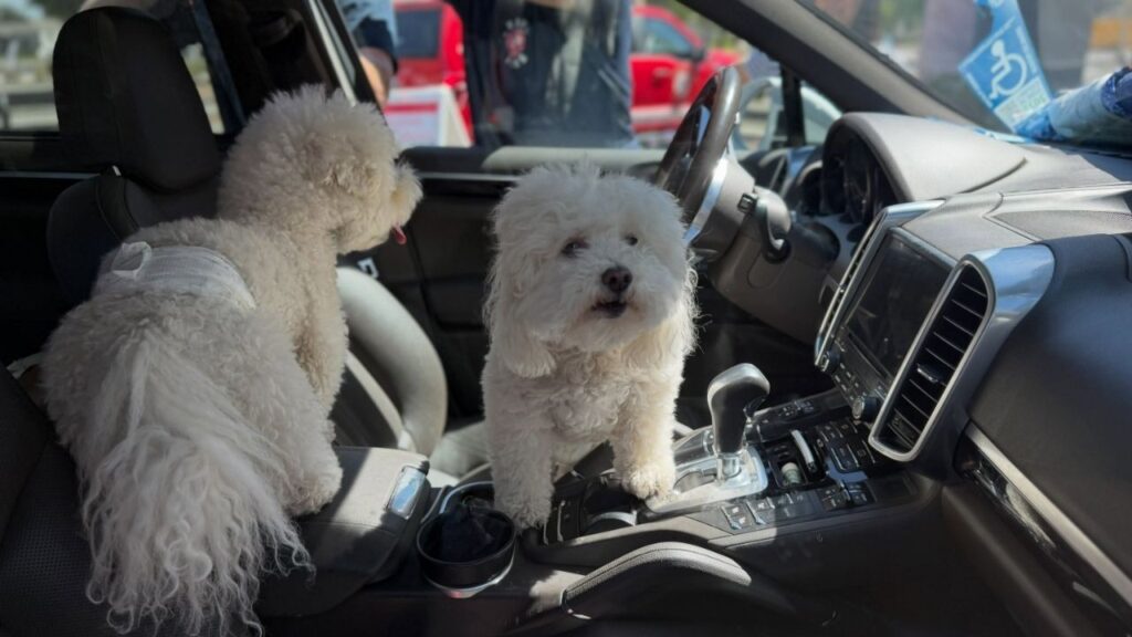 Fresno firefighters helped a motorist Wednesday afternoon after her pets were accidentally locked inside her vehicle. (Fresno FD)