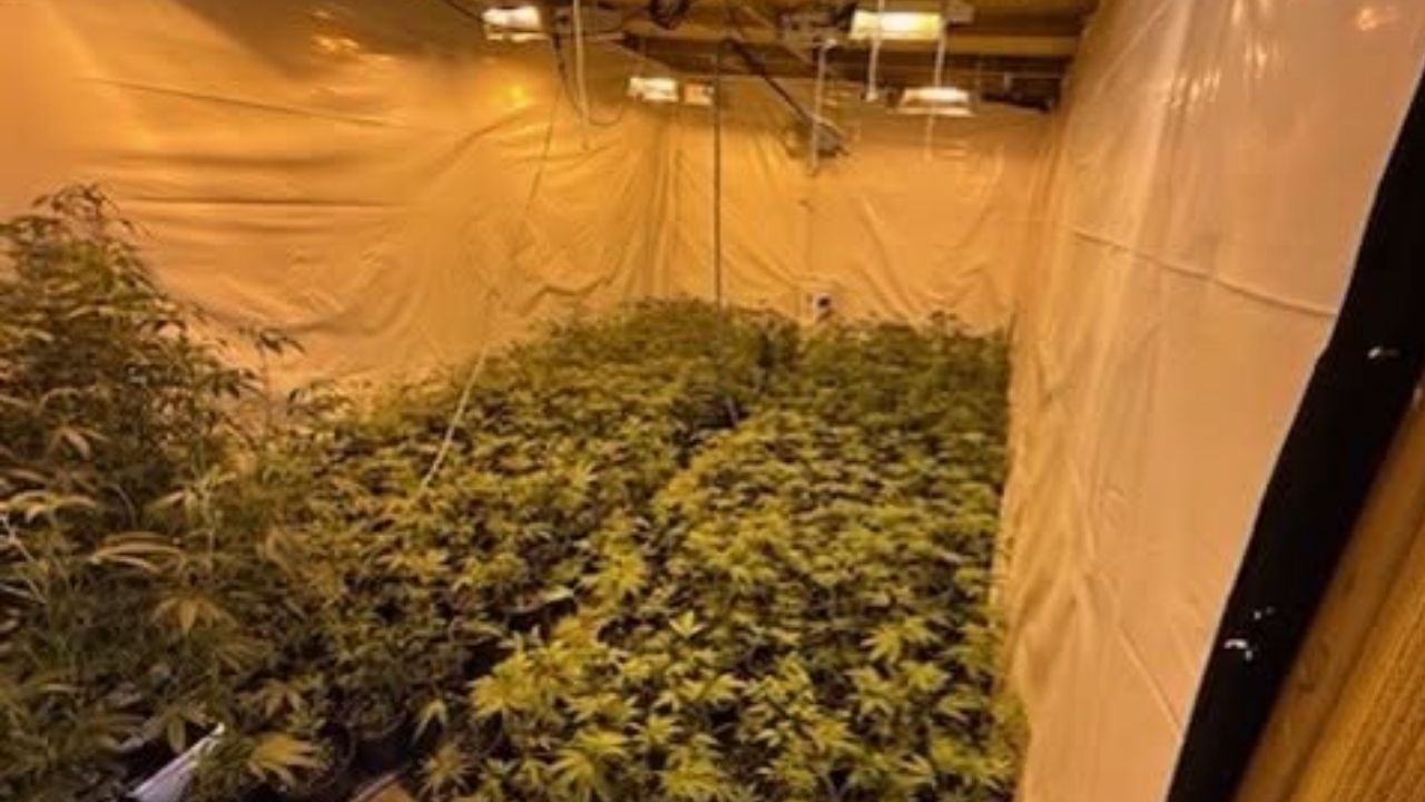 Kern County deputies arrested three people after searches in Maricopa and Taft uncovered marijuana plants, processed marijuana, and firearms. (Kern County SO)