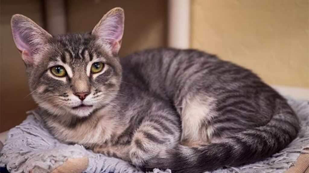 Image of Martini, a 5-month-old cat who is GV Wire's Adoptable Pet of the Week, Sept. 18, 2026