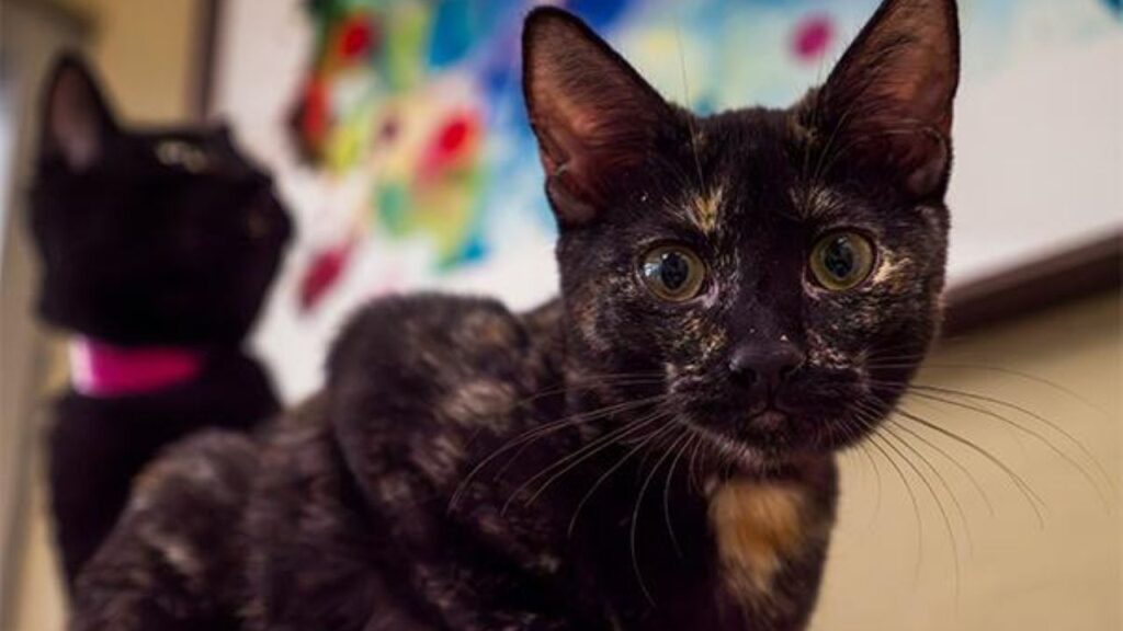 Image of Nova, who GV Wire's adoptable pet of the week for Sept. 24, 2026