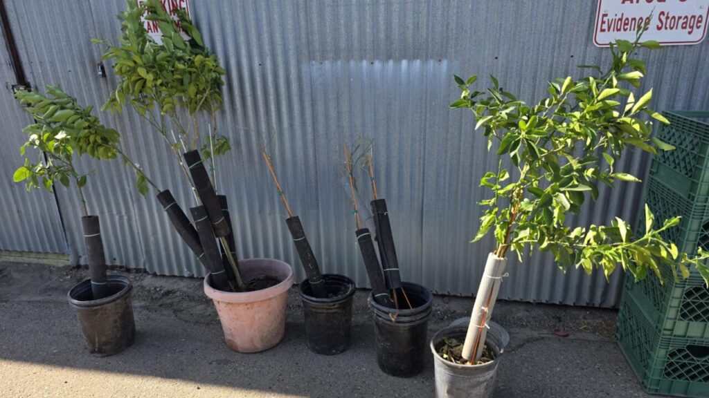 Image of recovered stolen citrus trees in pots