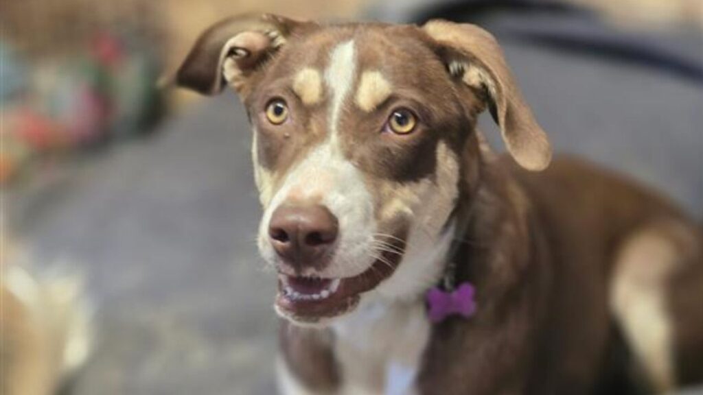 Seven-month-old Flower survived a near-fatal attack and months in a rural orchard and is now looking for a family to help her blossom. (Mell's Mutts)