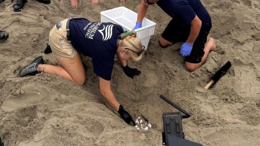 Wildlife officials relocated historic olive ridley sea turtle nests to the Aquarium of the Pacific as dangerous surf threatens Orange County beaches. (Huntington Beach PD)