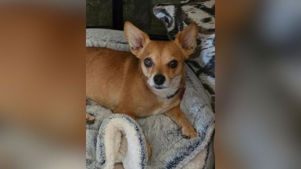 Willie, a resilient 6-year-old Chihuahua recovering from a serious eye injury and old leg break, is ready for adoption through Mell’s Mutts in Fresno. (Mell's Mutts)
