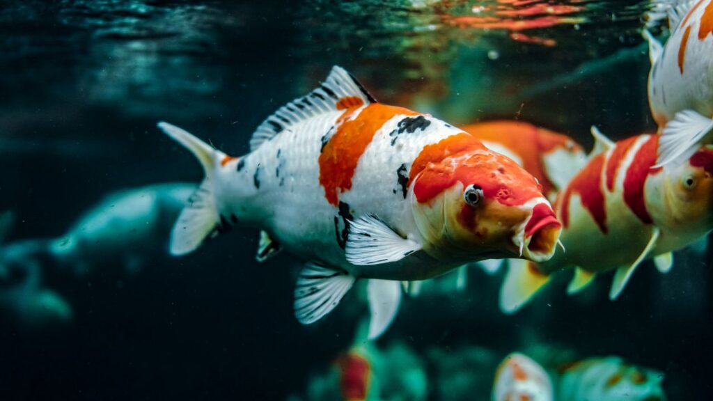 A beautiful koi fish with open mouth swimming in a clear pond with dark background and water surface.