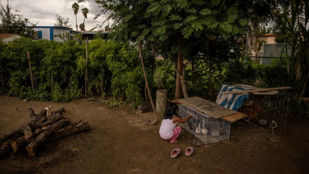 Image of a 3-year-old girl feeding chickens in a backyard with dirt and firewood in a pile