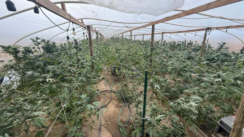 A 43-year-old man was arrested after Kern County sheriff’s deputies seized 204 marijuana plants during a search in Taft. (Kern County SO)