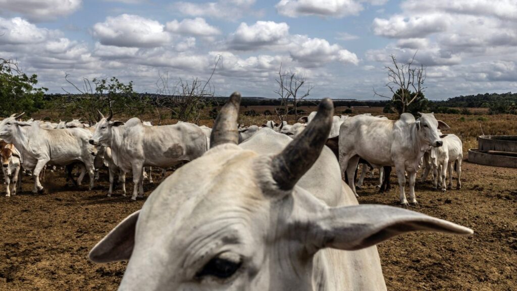 A cattle ranch on Nov. 9, 2025, near Paragominas, Brazil, one of the countries that export beef to the United States. Halfway through President Donald Trump’s three-month gambit to import more ground beef to lower prices, little extra beef has been imported and prices have barely budged. (Dado Galdieri/The New York Times)